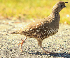 California Quail in New Zealand