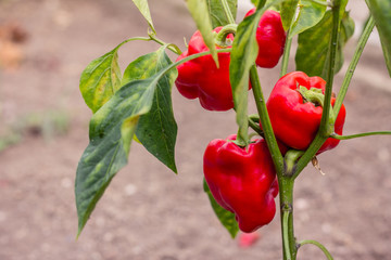 Fresh red bio peppers in greenhouse and garden