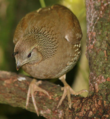 California Quail in New Zealand