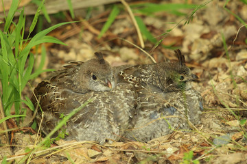 California Quail in New Zealand