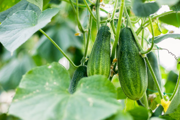 Fresh bio cucumbers in greenhouse and garden