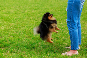 The dog breed pomeranian spitz