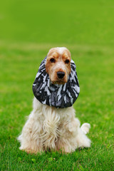 Dog breed american cocker spaniel