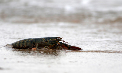 Homard