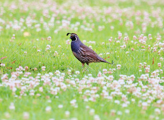 California Quail in New Zealand