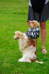 Dog breed american cocker spaniel
