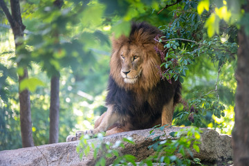 Obraz premium Löwe im Zoo