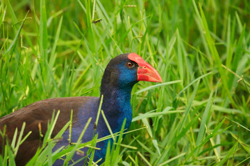 Purple Swamphen in Australasia