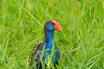 Purple Swamphen in Australasia