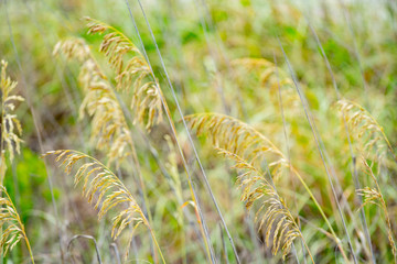 Beach grass colorful blades with blurry background