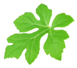 Watermelon leaf isolated on a white. Detailed retouch.