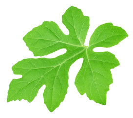 Watermelon leaf isolated on a white. Detailed retouch. © dizolator