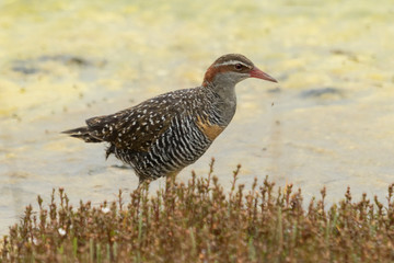 Buff Banded Rail in Australasia