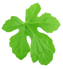 Melon leaf isolated on a white. Detailed retouch.