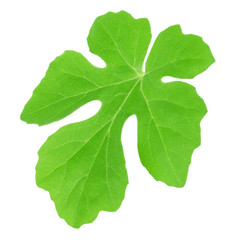 Fototapeta premium Watermelon leaf isolated on a white. Detailed retouch.