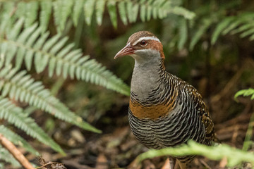 Buff Banded Rail in Australasia