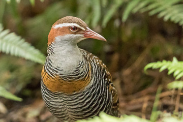 Buff Banded Rail in Australasia