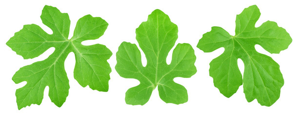 Set of melon leaves isolated on a white.