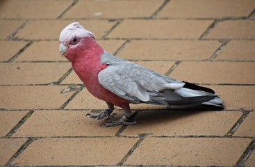The Galah, (Eolophus Roseicapilla), also known as Rose-breasted Cockatoo or the Pink and Grey....