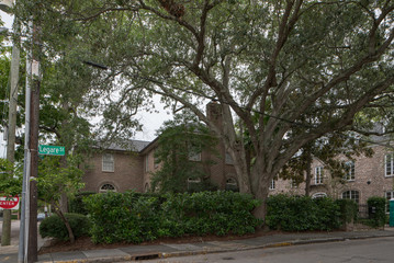 Obraz premium Brick homes in Charleston SC USA with trees