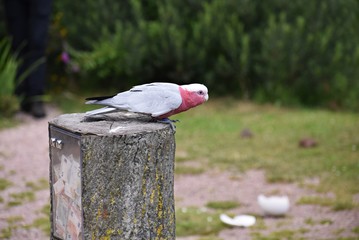 The Galah, (Eolophus Roseicapilla), also known as Rose-breasted Cockatoo or the Pink and Grey....