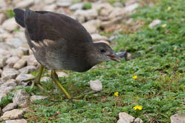 Common Moorhen