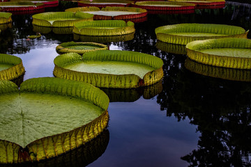 water lily in pond