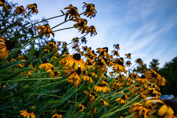 flowers in the garden