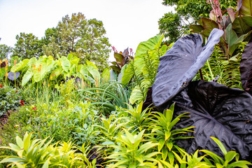 flowers in the garden