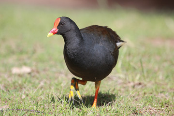 Common Moorhen