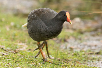 Common Moorhen