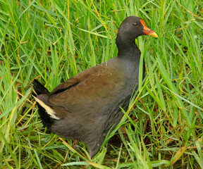 Common Moorhen