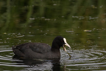 Eurasian Coot