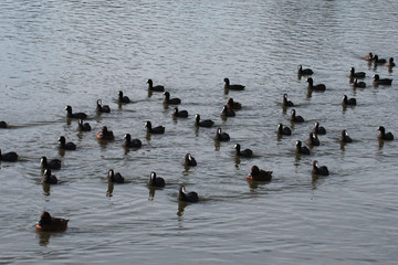 Eurasian Coot