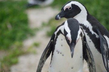 African penguin 