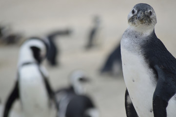 penguin on the rocks