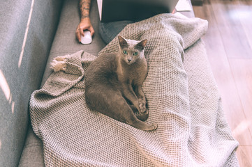 Obraz premium Beautiful kitten lying on bed, at onwner legs, woman using notebook on background. Domestic life with pet.