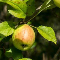 Ripe red green apple on branch as a postcard