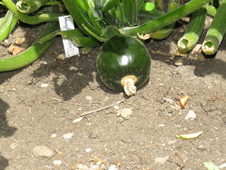 Zuccini in the garden