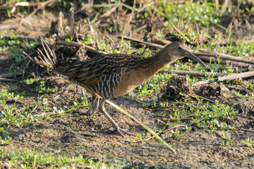 King Rail in Texas USA