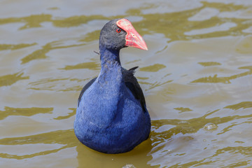 Pukeko Purple Swamphen in Australasia