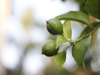 two lime fruits on a tree branch. photo on nature