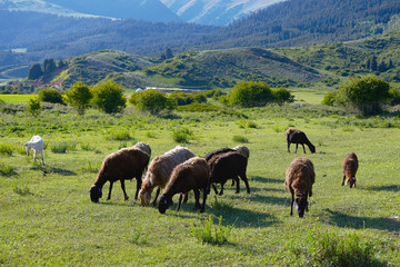 Fototapeta na wymiar Grazing sheeps on the field among green hills