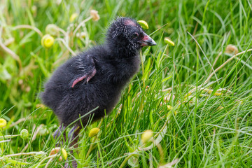 Pukeko Purple Swamphen in Australasia