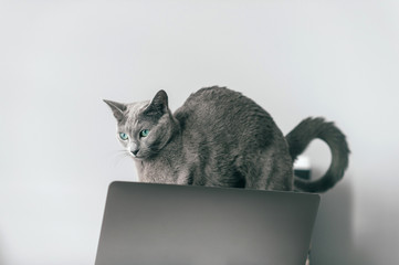 Beautiful russian blue cat with funny emotional muzzle arching his back on keayboard of notebook in...