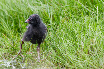 Obraz premium Pukeko Purple Swamphen in Australasia