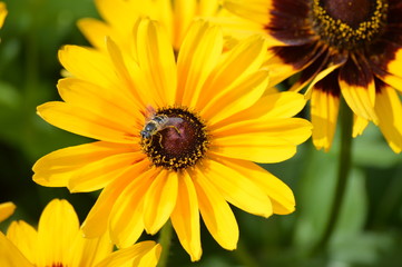 A flower growing in the garden