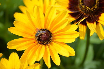A flower growing in the garden
