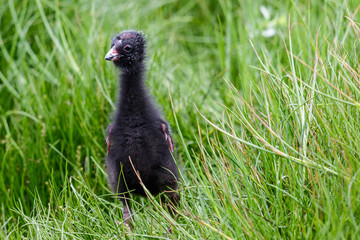 Pukeko Purple Swamphen in Australasia