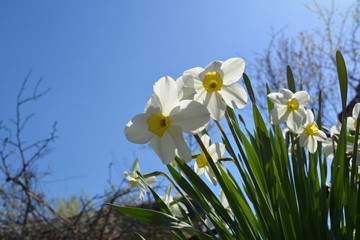 Blooming daffodils in spring garden. Beautiful white and yellow flowers on the background of clear blue sky.